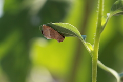 Plagiomimicus spumosum