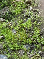 Dicranella schreberiana