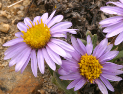 Erigeron pygmaeus