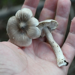 Tricholoma virgatum