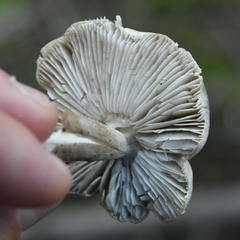 Tricholoma virgatum