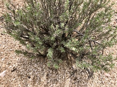 Zinnia acerosa