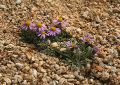 Erigeron pygmaeus
