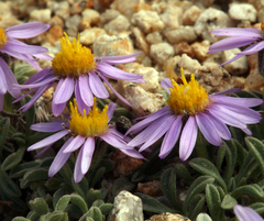 Erigeron pygmaeus