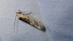 Antaeotricha