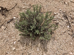 Zinnia acerosa