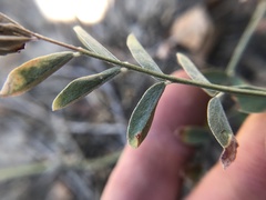 Astragalus flexuosus