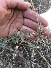Astragalus flexuosus