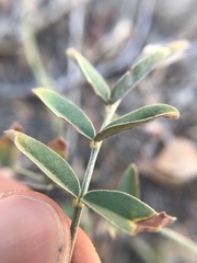 Astragalus flexuosus
