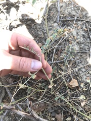 Astragalus flexuosus