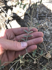 Astragalus flexuosus
