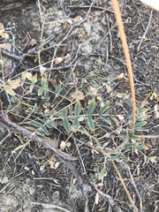 Astragalus flexuosus