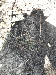 Astragalus flexuosus