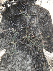 Astragalus flexuosus