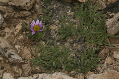 Erigeron pygmaeus