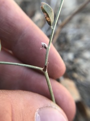 Astragalus flexuosus