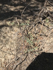 Astragalus flexuosus