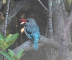Halcyon senegaloides