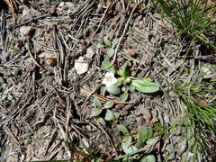 Hesperochiron pumilus