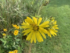 Silphium laciniatum