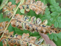 Cryptomycina pteridis