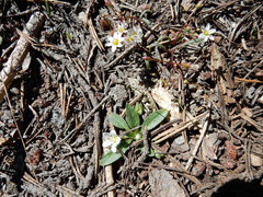 Hesperochiron pumilus