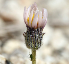 Erigeron pygmaeus