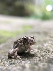 Fejervarya kawamurai