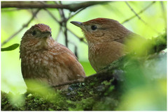 Phacellodomus maculipectus