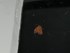 Perigea xanthioides
