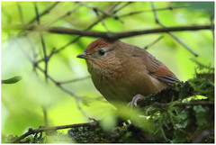 Phacellodomus maculipectus