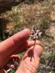 Horkeliella purpurascens