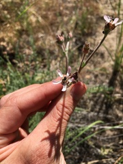 Horkeliella purpurascens
