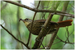 Syndactyla rufosuperciliata