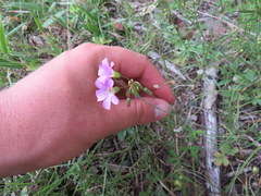 Oxalis violacea