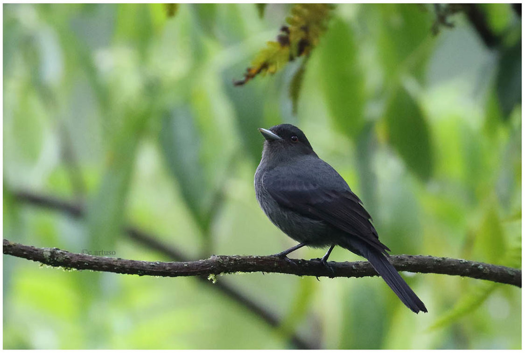 Plumbeous Black-Tyrant (Knipolegus cabanisi) photo