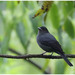 Plumbeous Black-Tyrant - Photo (c) Christian Artuso, some rights reserved (CC BY-NC-ND), uploaded by Christian Artuso