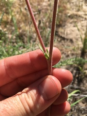 Horkeliella purpurascens