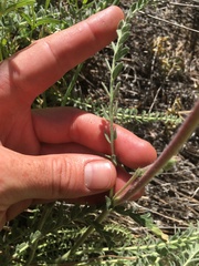 Horkeliella purpurascens