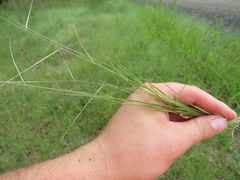 Aristida oligantha