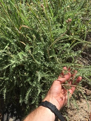 Horkeliella purpurascens