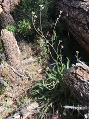 Horkeliella purpurascens