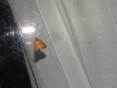 Perigea xanthioides