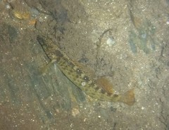 Etheostoma vulneratum