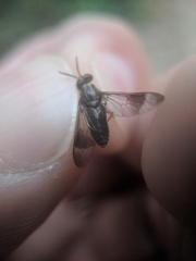 Chrysops univittatus