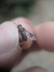 Chrysops univittatus