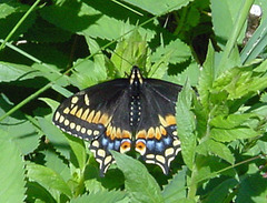 Papilio brevicauda