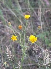 Picris hieracioides