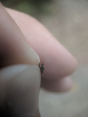 Chrysops univittatus