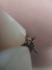 Chrysops univittatus